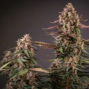 Auto Blackberry Kush® – product view 3