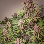 Auto Blackberry Kush® – product view 4