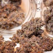 Auto Blackberry Kush® – product view 5