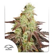 Auto Night Queen® – product view 1