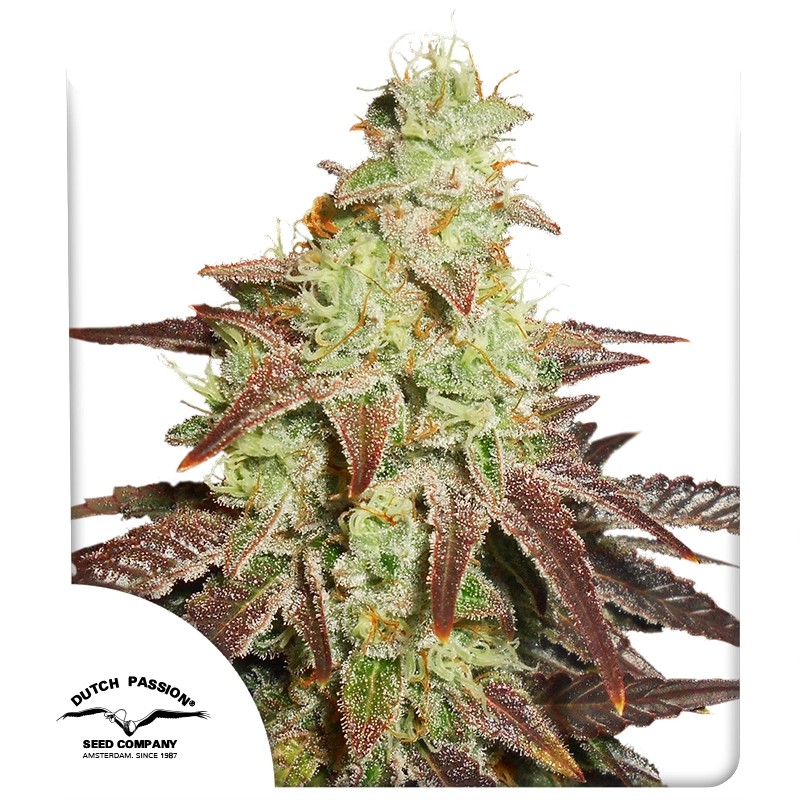 Auto Night Queen® – product view 1