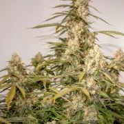 Auto Night Queen® – product view 2