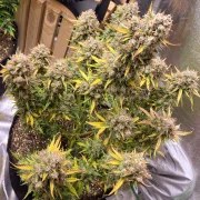 Auto Night Queen® – product view 5
