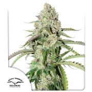 Auto Colorado Cookies® – product view 1