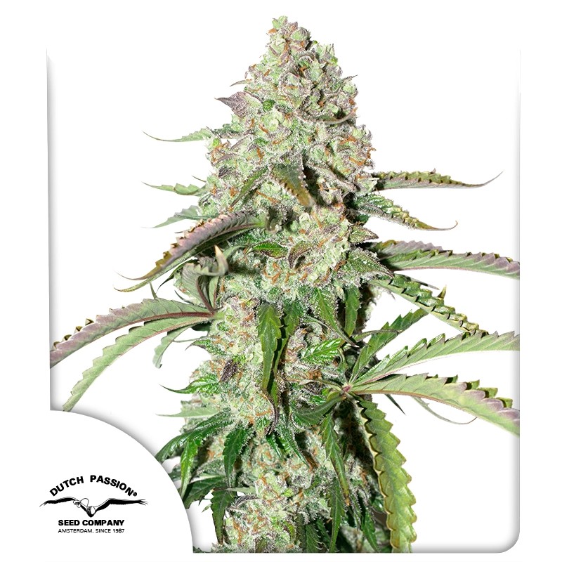 Auto Colorado Cookies® – product view 1
