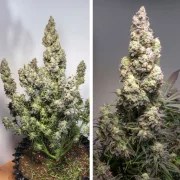 Auto Colorado Cookies® – product view 2