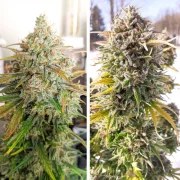 Auto Colorado Cookies® – product view 3