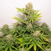 Auto Colorado Cookies® – product view 4