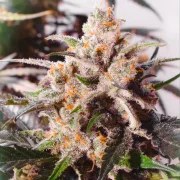Auto Colorado Cookies® – product view 5