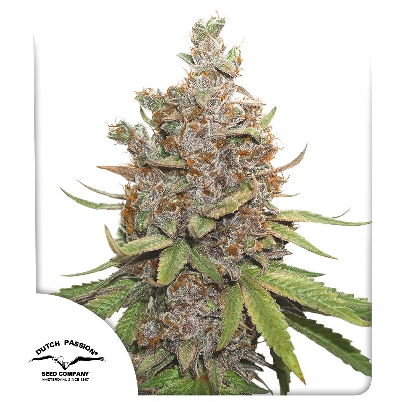 Auto Glueberry O.G.® – product view 1