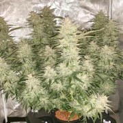 Auto Glueberry O.G.® – product view 2