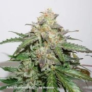 Auto Glueberry O.G.® – product view 3