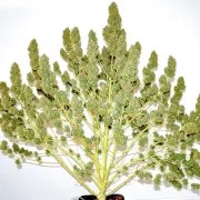 Auto Glueberry O.G.® – product view 4