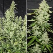 Auto Glueberry O.G.® – product view 5