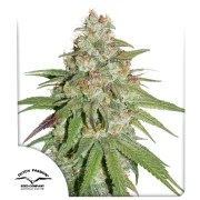 Glueberry O.G.® – product view 1