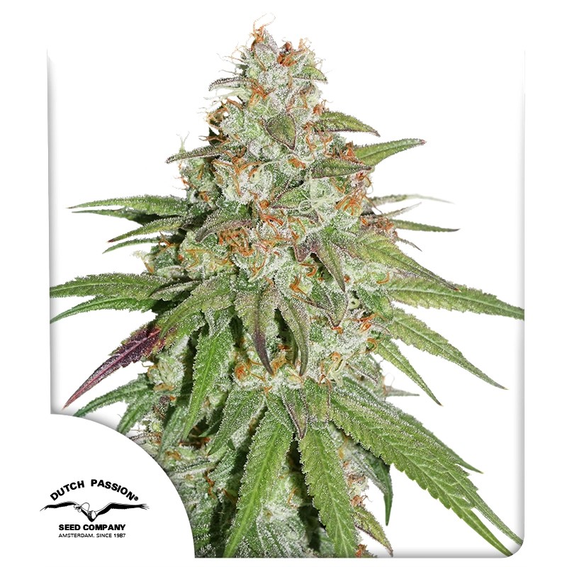 Glueberry O.G.® – product view 1