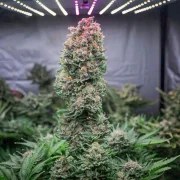 Glueberry O.G.® – product view 2