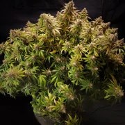 Glueberry O.G.® – product view 3