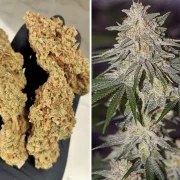 Glueberry O.G.® – product view 4