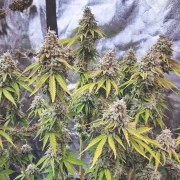Glueberry O.G.® – product view 5