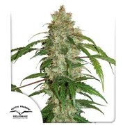 CBD Auto White Widow® – product view 1