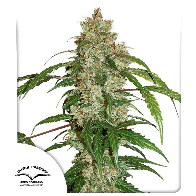 CBD Auto White Widow® – product view 1