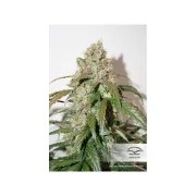 CBD Auto White Widow® – product view 2