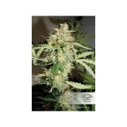 CBD Auto White Widow® – product view 3