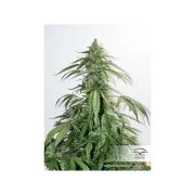 CBD Auto White Widow® – product view 4