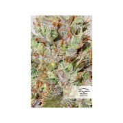 CBD Auto White Widow® – product view 5