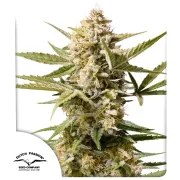 Auto Cinderella Jack® – product view 1