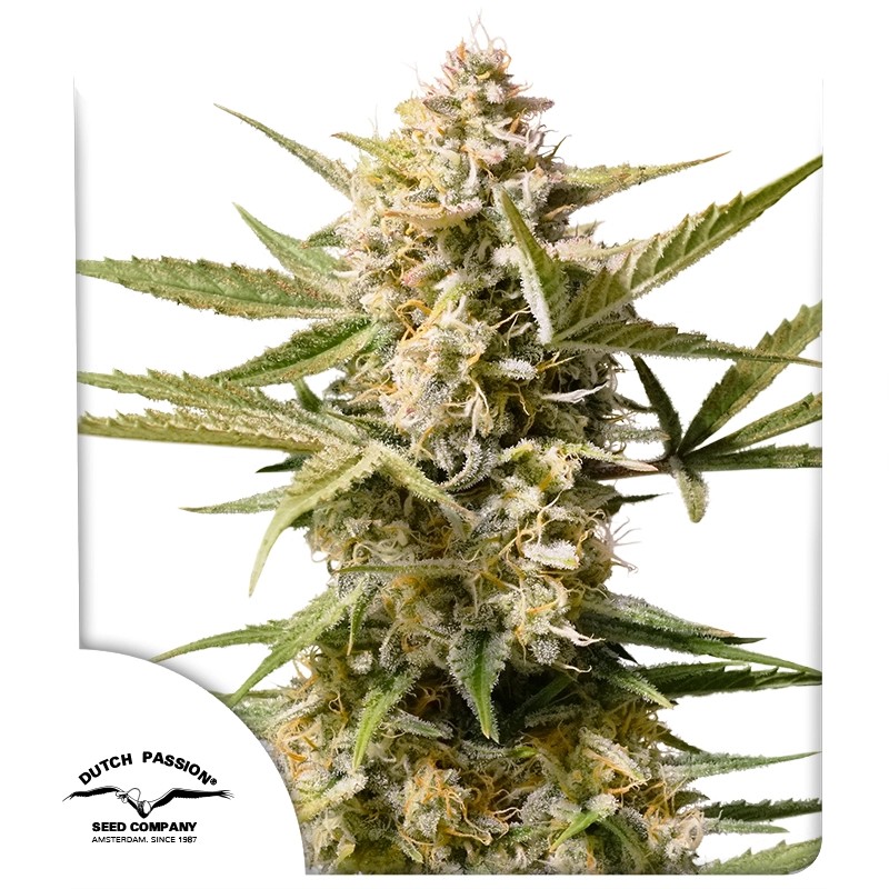 Auto Cinderella Jack® – product view 1