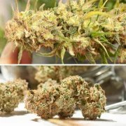 Auto Cinderella Jack® – product view 2