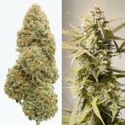 Auto Cinderella Jack® – product view 3