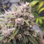 Auto Cinderella Jack® – product view 4