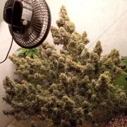 Auto Cinderella Jack® – product view 5