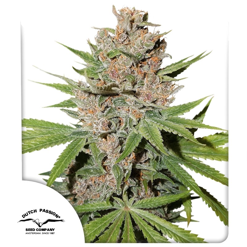 Passion Fruit® – product view 1