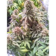 Passion Fruit® – product view 2