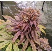 Passion Fruit® – product view 3
