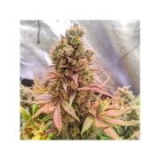 Passion Fruit® – product view 4