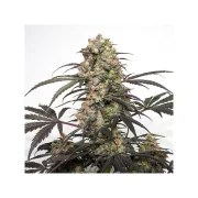 Passion Fruit® – product view 5