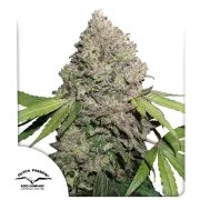 CBD Charlotte’s Angel® – product view 1