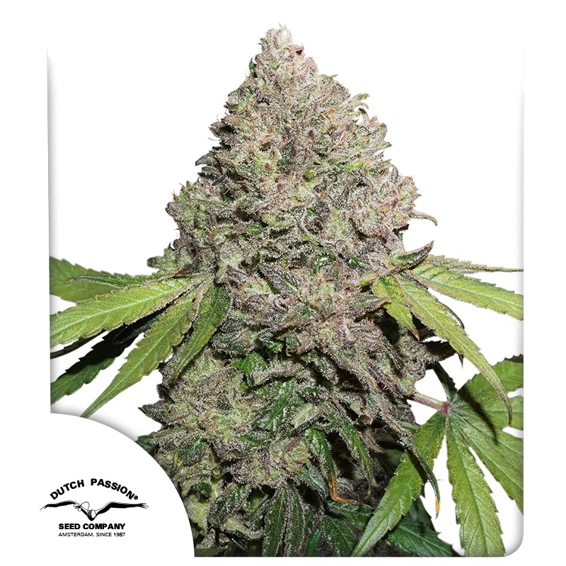 CBD Charlotte’s Angel® – product view 1