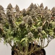 CBD Charlotte’s Angel® – product view 2