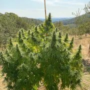 CBD Charlotte’s Angel® – product view 3