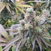 CBD Charlotte’s Angel® – product view 4