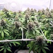 CBD Charlotte’s Angel® – product view 5