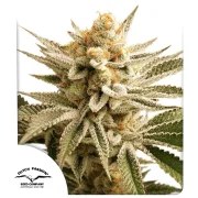 Lemon Z – product view 1