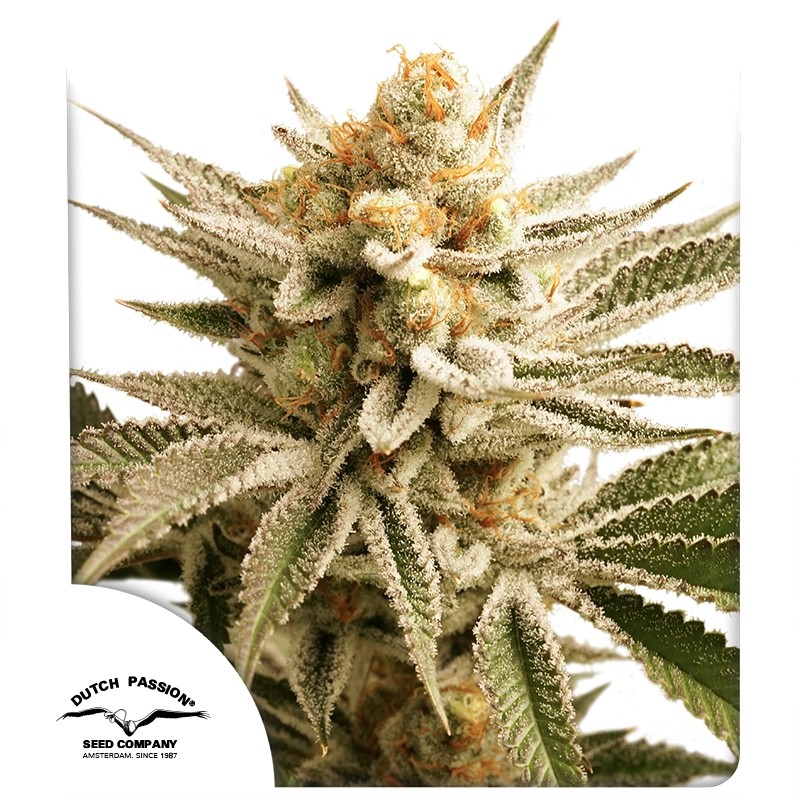 Lemon Z – product view 1