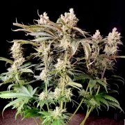Lemon Z – product view 3